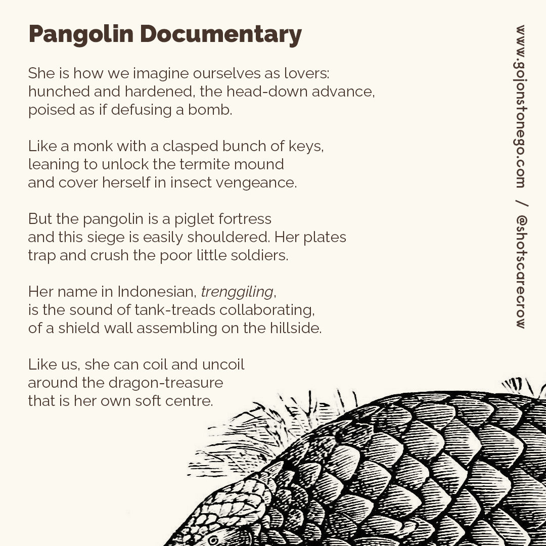 Pangolin Documentary

She is how we imagine ourselves as lovers:
hunched and hardened, the head-down advance,
poised as if defusing a bomb.

Like a monk with a clasped bunch of keys,
leaning to unlock the termite mound
and cover herself in insect vengeance.

But the pangolin is a piglet fortress
and this siege is easily shouldered. Her plates
trap and crush the poor little soldiers.

Her name in Indonesian, trenggiling,
is the sound of tank-treads collaborating,
of a shield wall assembling on the hillside.

Like us, she can coil and uncoil
around the dragon-treasure
that is her own soft centre.

